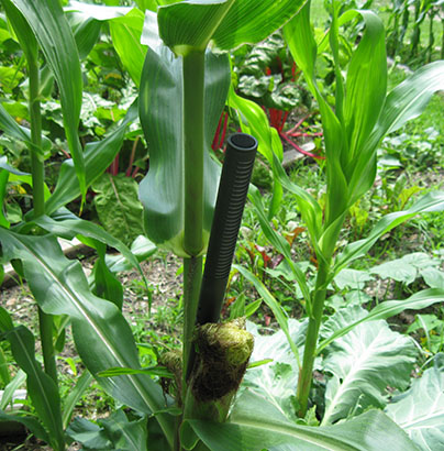 Mic Corn Plant14small